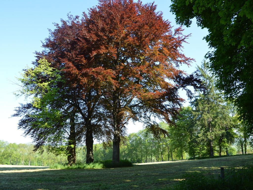 Attached Gite On The Edge Of The Forest Trois-Ponts Exterior photo
